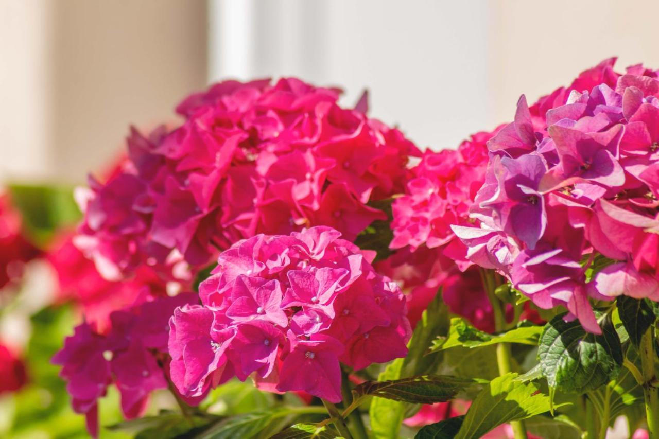 Hortensia Buje Extérieur photo
